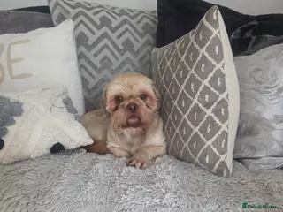 Shih Tzu dogs Shiztuz - Advert 1