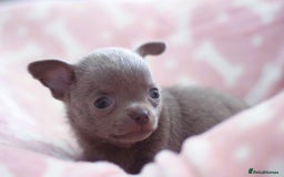 Chihuahua dogs for sale: Kc Registered Quality chihuahua puppies  - Image 3