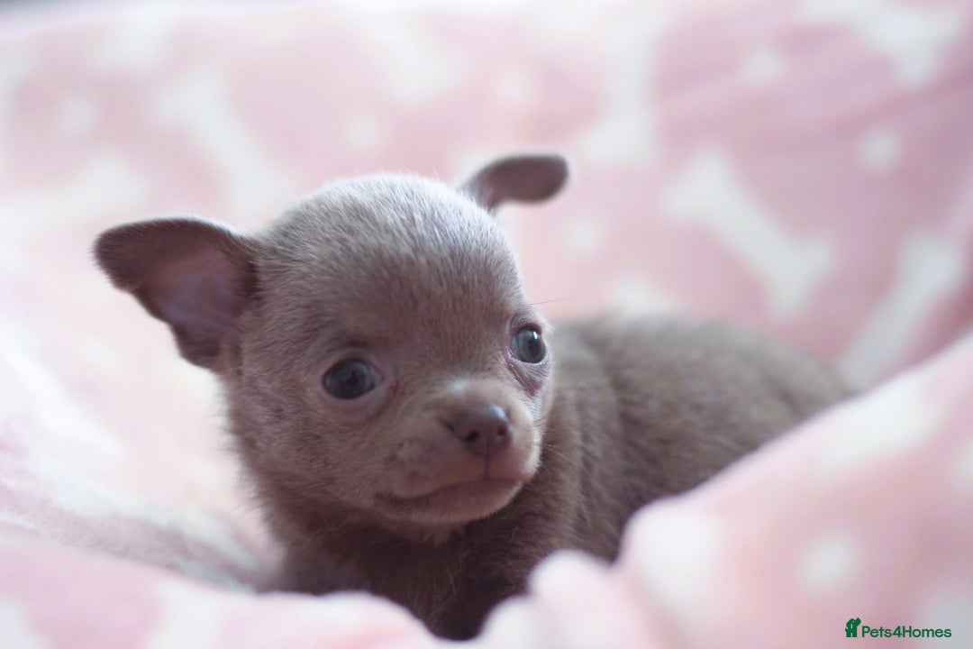 Chihuahua dogs for sale: Kc Registered Quality chihuahua puppies  - Image 3