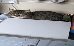 British Shorthair cats for sale: Willow is looking for a new home  - Image 7