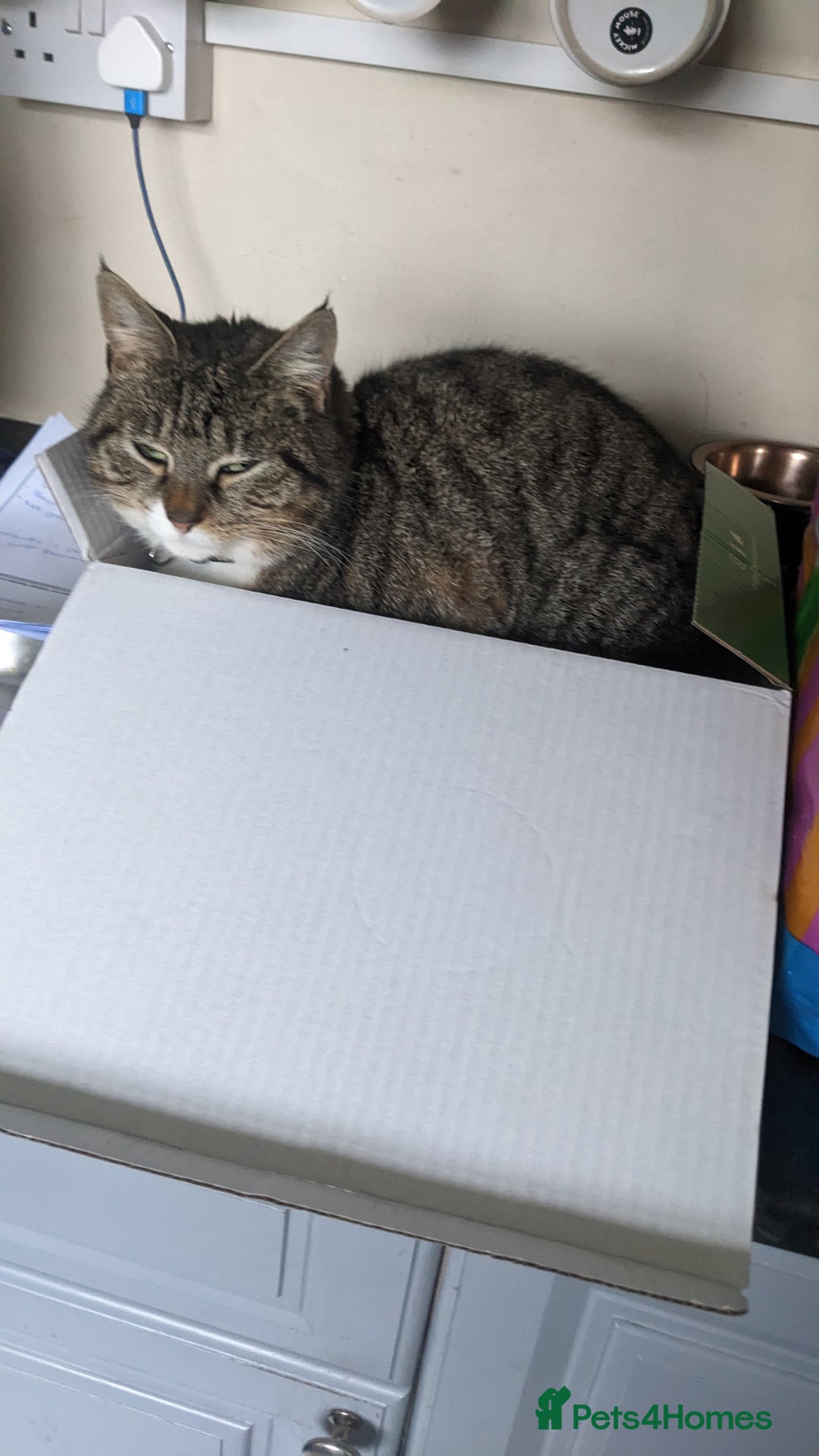 British Shorthair cats for sale: Willow is looking for a new home  - Image 7