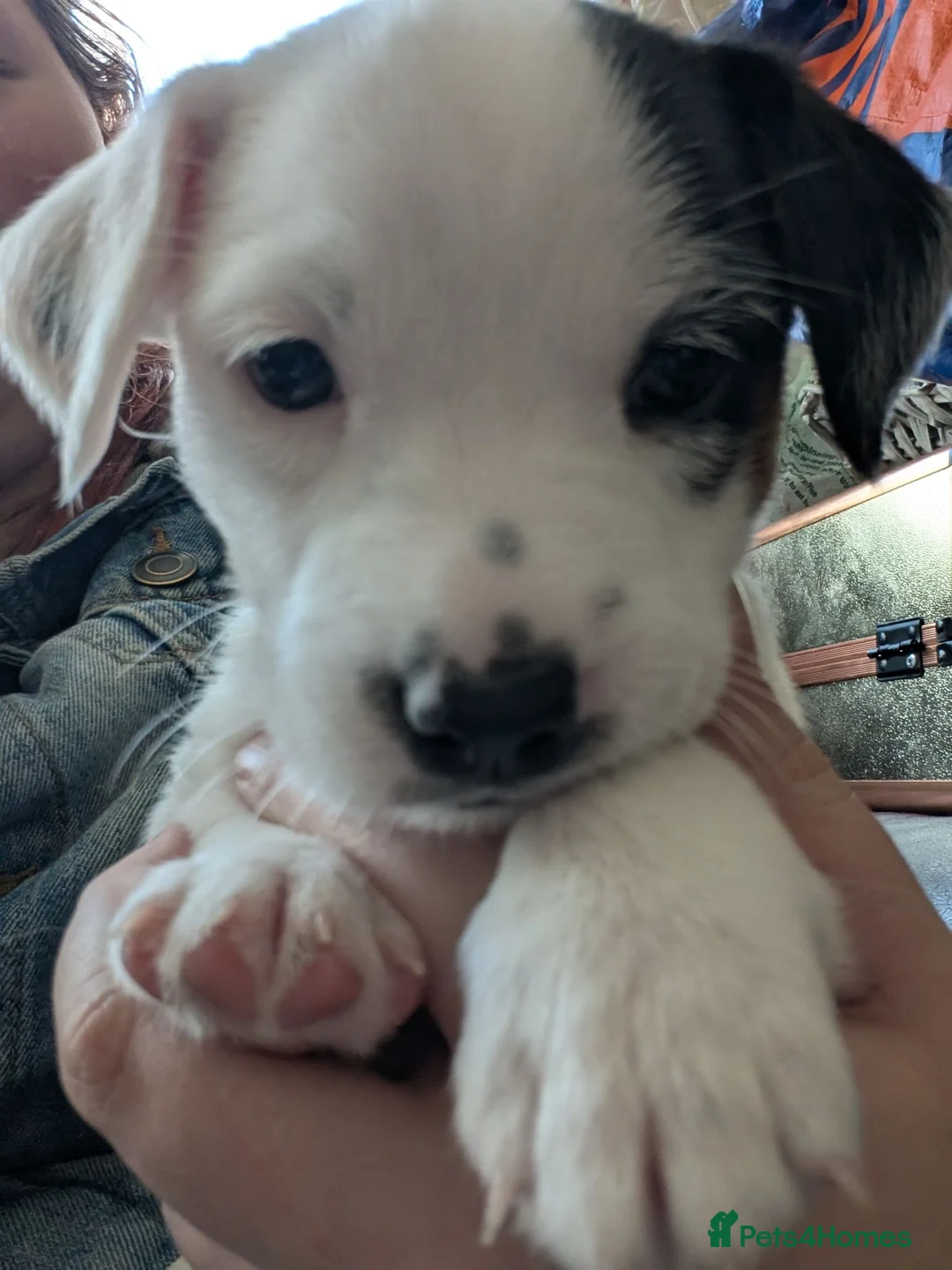 Jack Russell dogs for sale: 2 beautiful female jack Russell puppies  - Advert 1