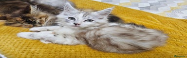 Maine Coon Kitten 4
