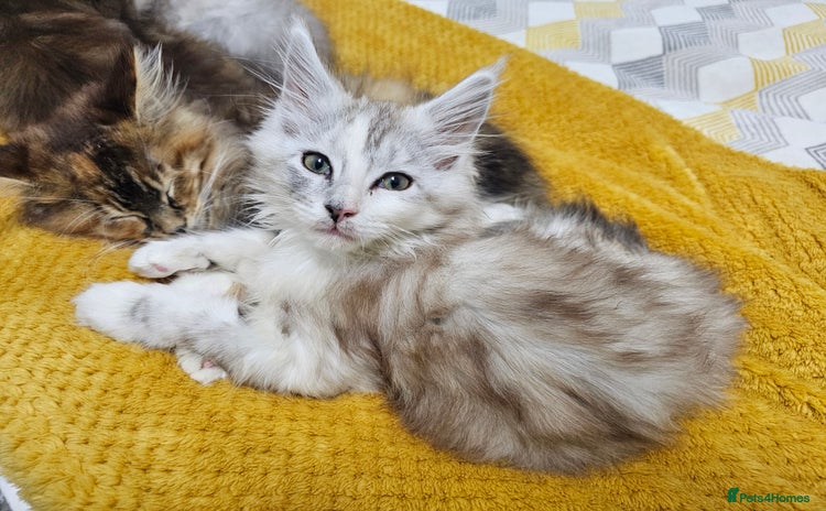 Maine Coon cats TICA Registered Maine Coon Kittens  - Advert 5