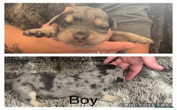 Olde English Bulldogge dogs for sale: Olde English bulldog puppies  - Image 2