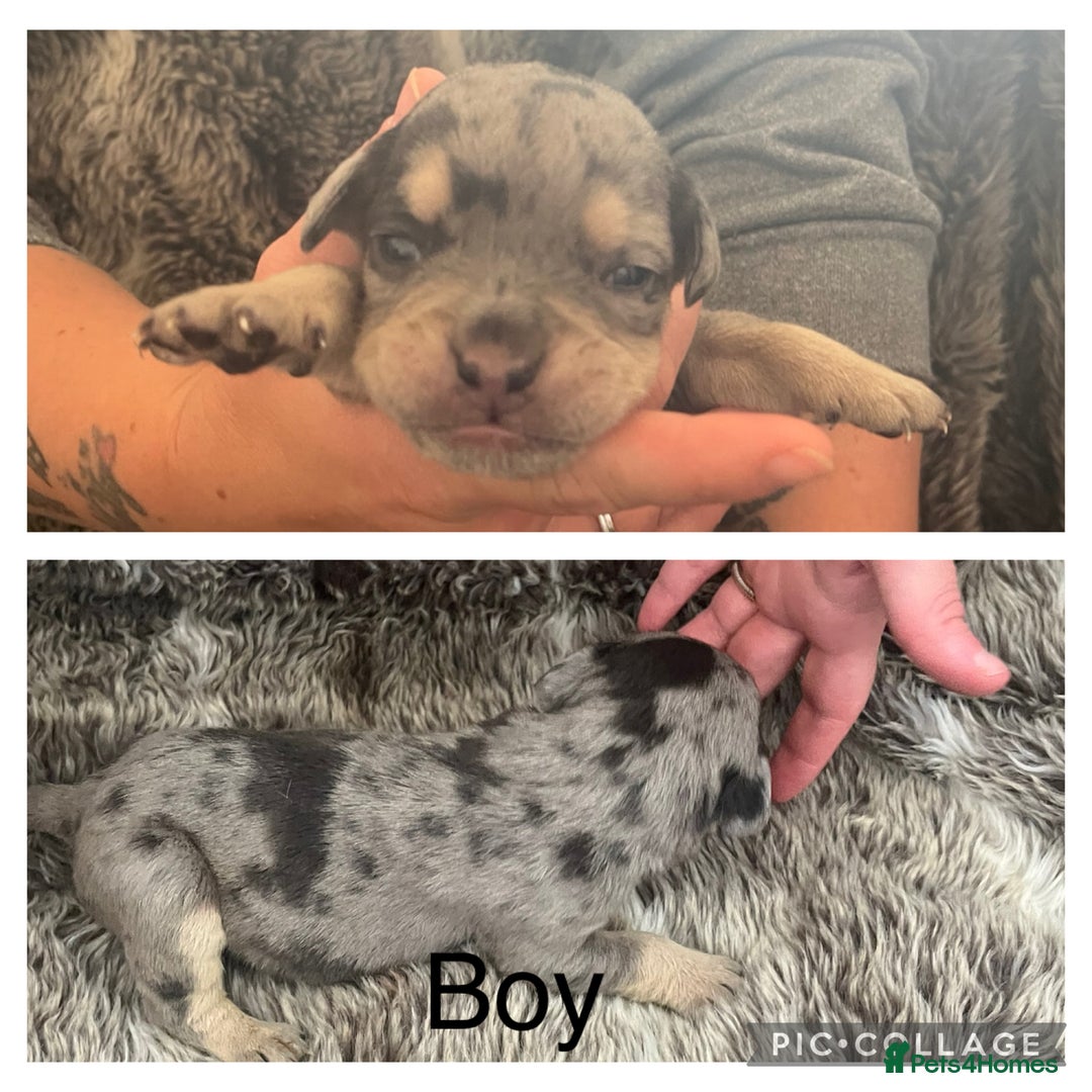 Olde English Bulldogge dogs for sale: Olde English bulldog puppies  - Image 2