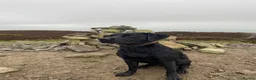 Labrador Retriever dogs for stud: Black Labrador for stud - Advert 5