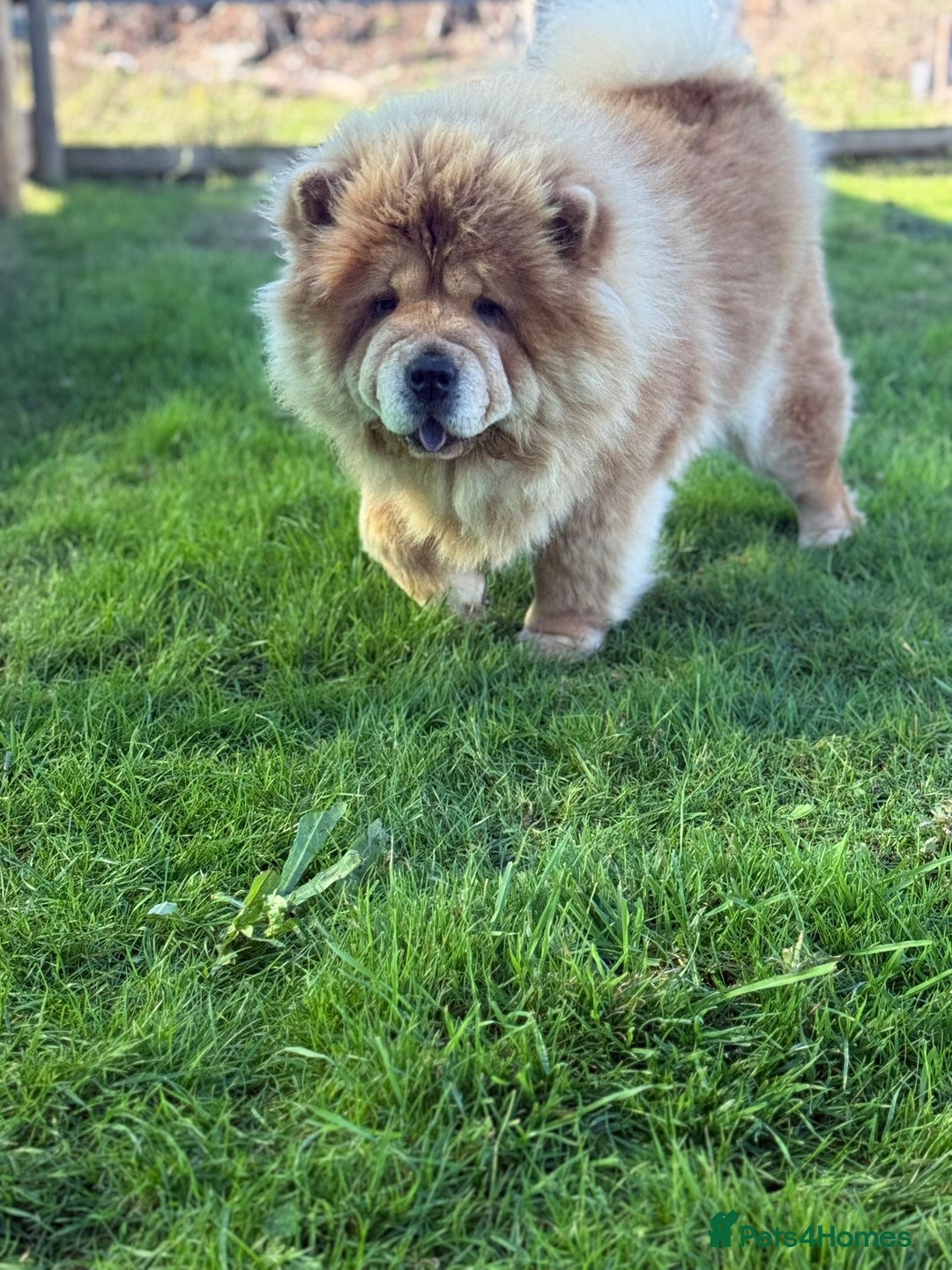 Chow Chow dogs for sale: The biggest teddy bear you will ever meet !  - Image 5