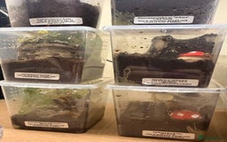 Tarantulas invertebrates for sale: 6 unsexed arboreal slings 3cm ish - Image 6