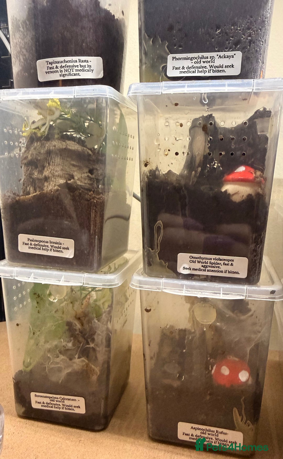 Tarantulas invertebrates for sale: 6 unsexed arboreal slings 3cm ish - Image 6