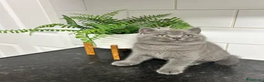 British Shorthair 1