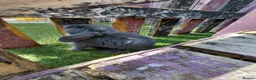 French Lop rabbits for sale: Vaccinated french lop babies  - Advert 11