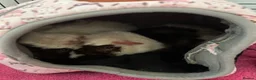 Guinea Pig rodents for sale: 2 female sister guinea pigs - Advert 5