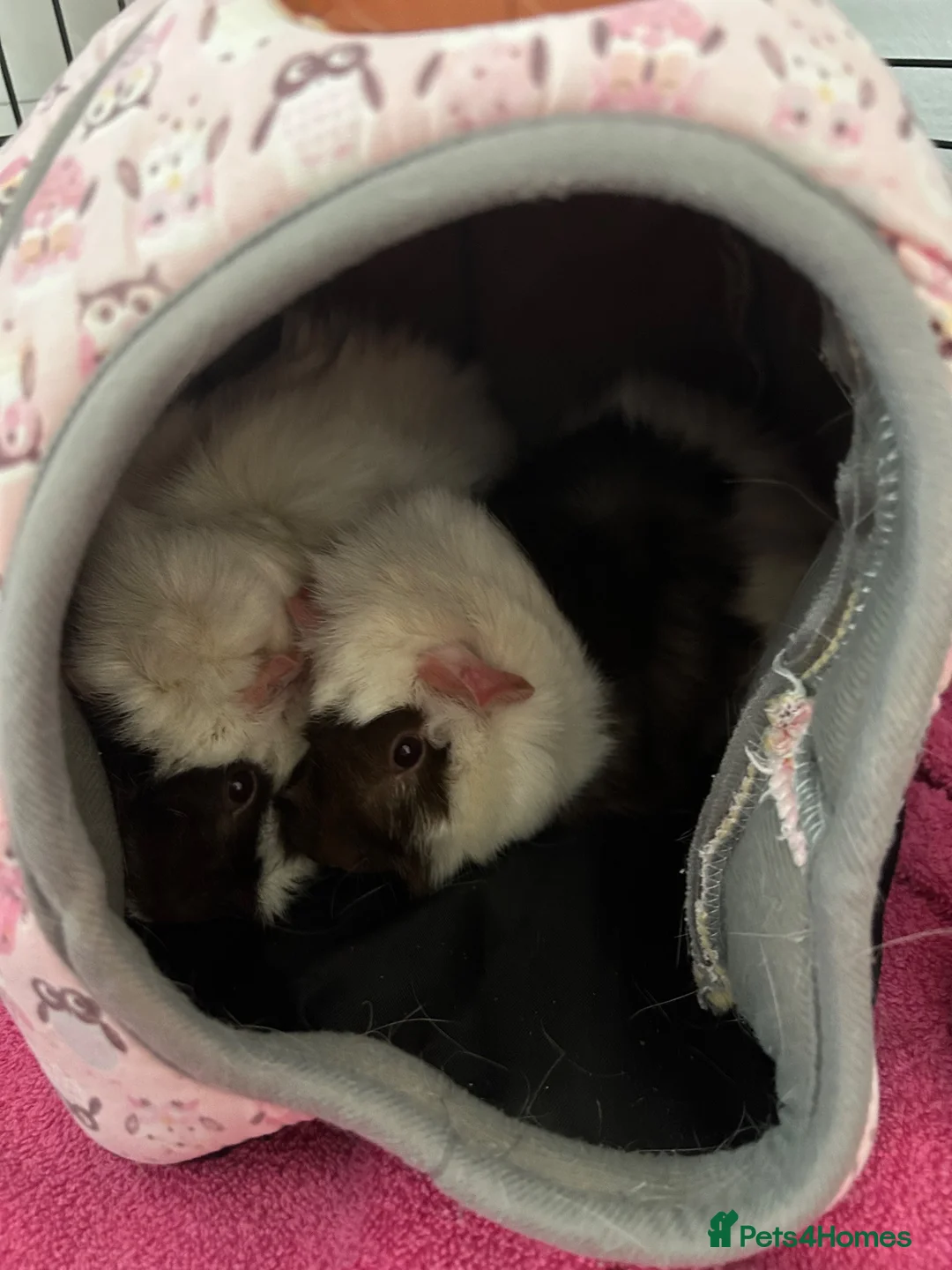 Guinea Pig rodents for sale: 2 female sister guinea pigs - Advert 5