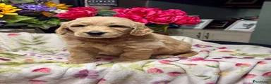 Goldendoodle 3
