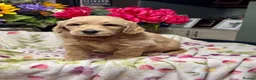 Goldendoodle dogs for sale: 11 gorgeous miniature Goldendoodle poodle  - Advert 14