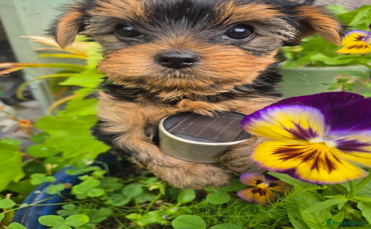 Yorkshire Terrier dogs - Advert 8