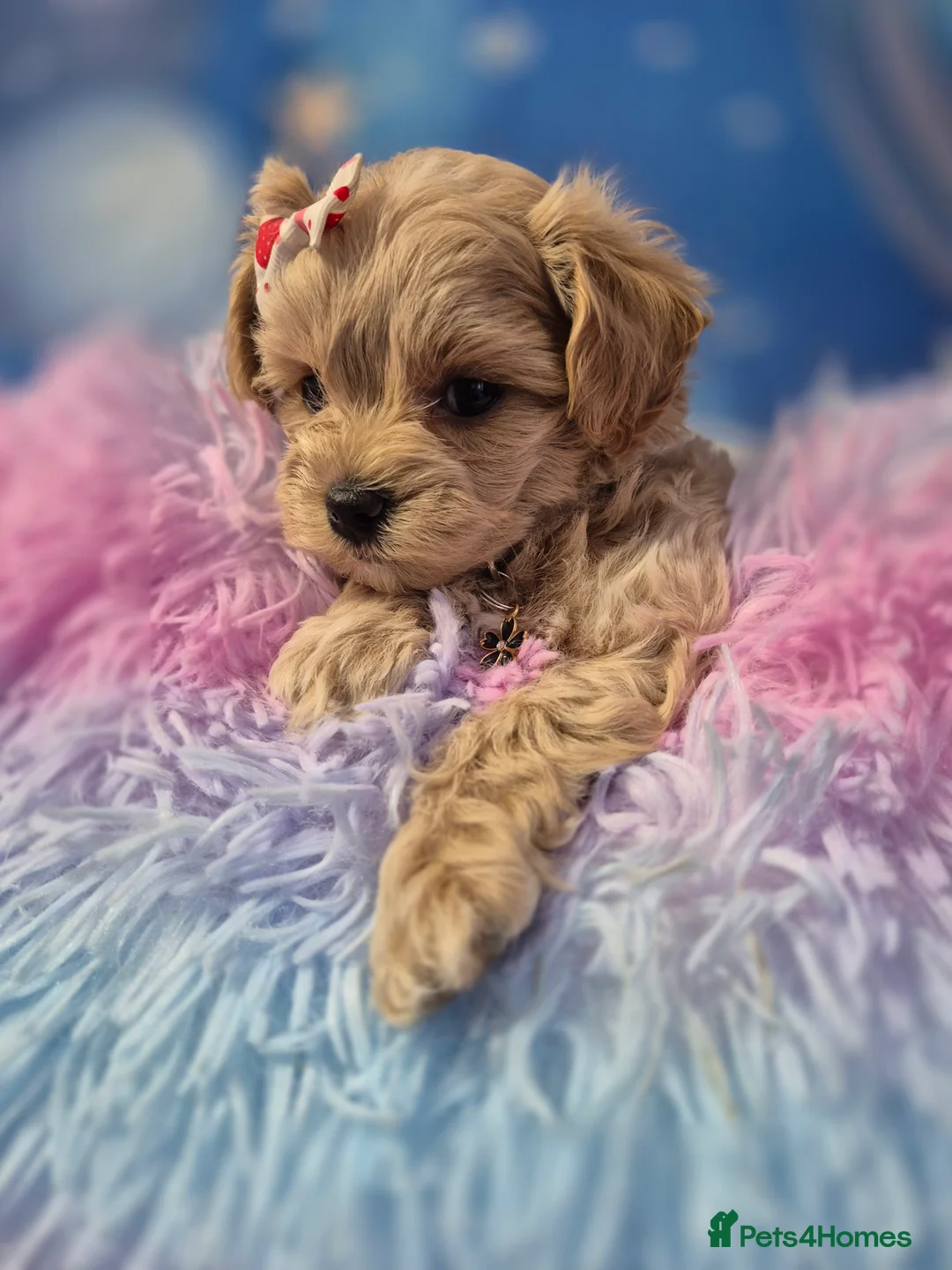 Maltipoo dogs for sale: Stunning Toy F1 Apricot & Cream maltipoo's - Advert 8