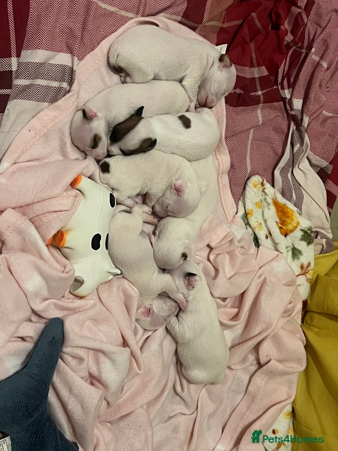 Jack Russell dogs for sale: Stunning Miniature Jack Russell Puppies!!! - Image 10