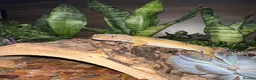 Leopard Gecko reptiles for sale: 🦎 Leopard Gecko & Full Bioactive Vivarium Setup   in Tain - Advert 3