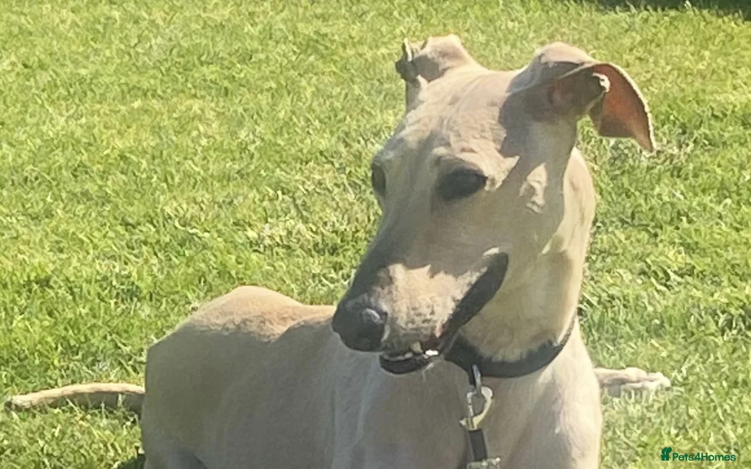 Mixed Breed dogs for adoption: 🐾💛Gentle BELLA – Learning to Feel Safe Again💛🐾 - Advert 1