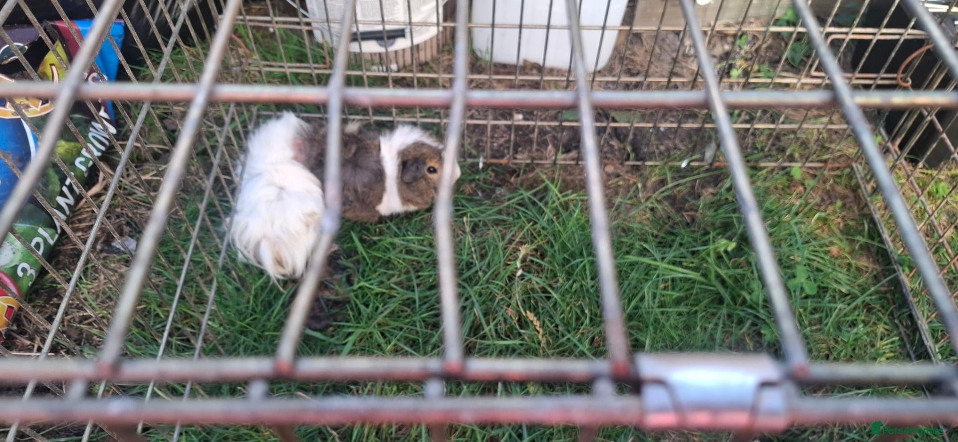 Mixed Breed rabbits Baby guinea pigs  - Advert 6