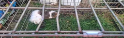 Mixed Breed rabbits for sale: Baby guinea pigs  - Advert 1