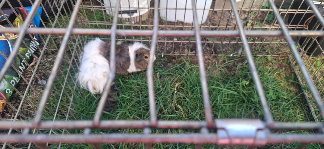 Mixed Breed rabbits for sale: Baby guinea pigs  - Advert 1