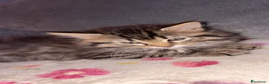 Maine Coon 1