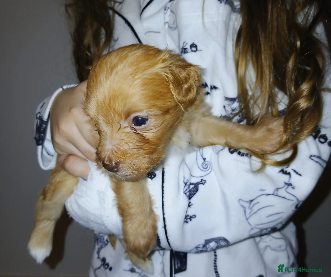 Jackapoo dogs for sale: 🌈 Gorgeous Rainbow Jackapoo Puppies in Newcastle upon Tyne - Advert 19