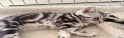 British Shorthair cats for sale: Outstanding GCCF Champion BSH Silver Tabby Kittens - Advert 10