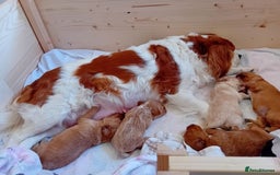 Cavapoo dogs for sale: Toy cavapoo f1 HEALTH TESTED  - Image 1