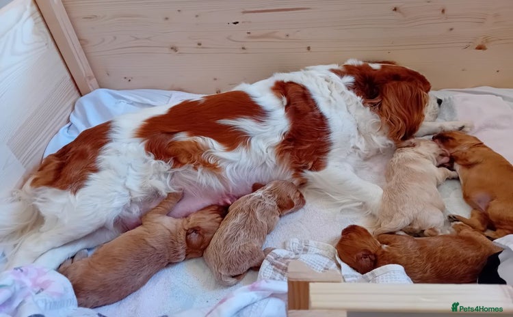 Cavapoo dogs - Advert 16