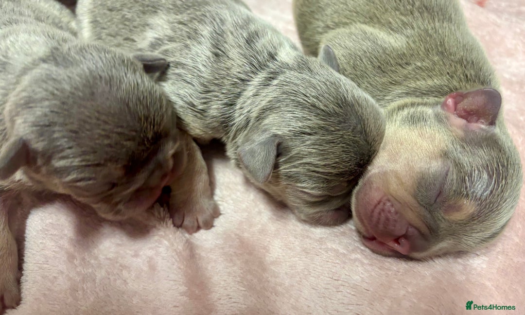 French Bulldog dogs for sale: 3 gorgeous grey French Bulldogs for sale - Image 3