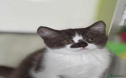 British Shorthair cats for sale: GCCF Registered British Shorthair Kittens  - Image 18