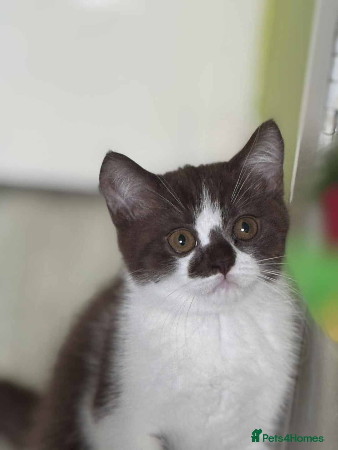 British Shorthair cats for sale: GCCF Registered British Shorthair Kittens  - Image 18