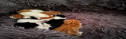 Mixed Breed cats for sale: 4 fluffy kittens - Advert 4