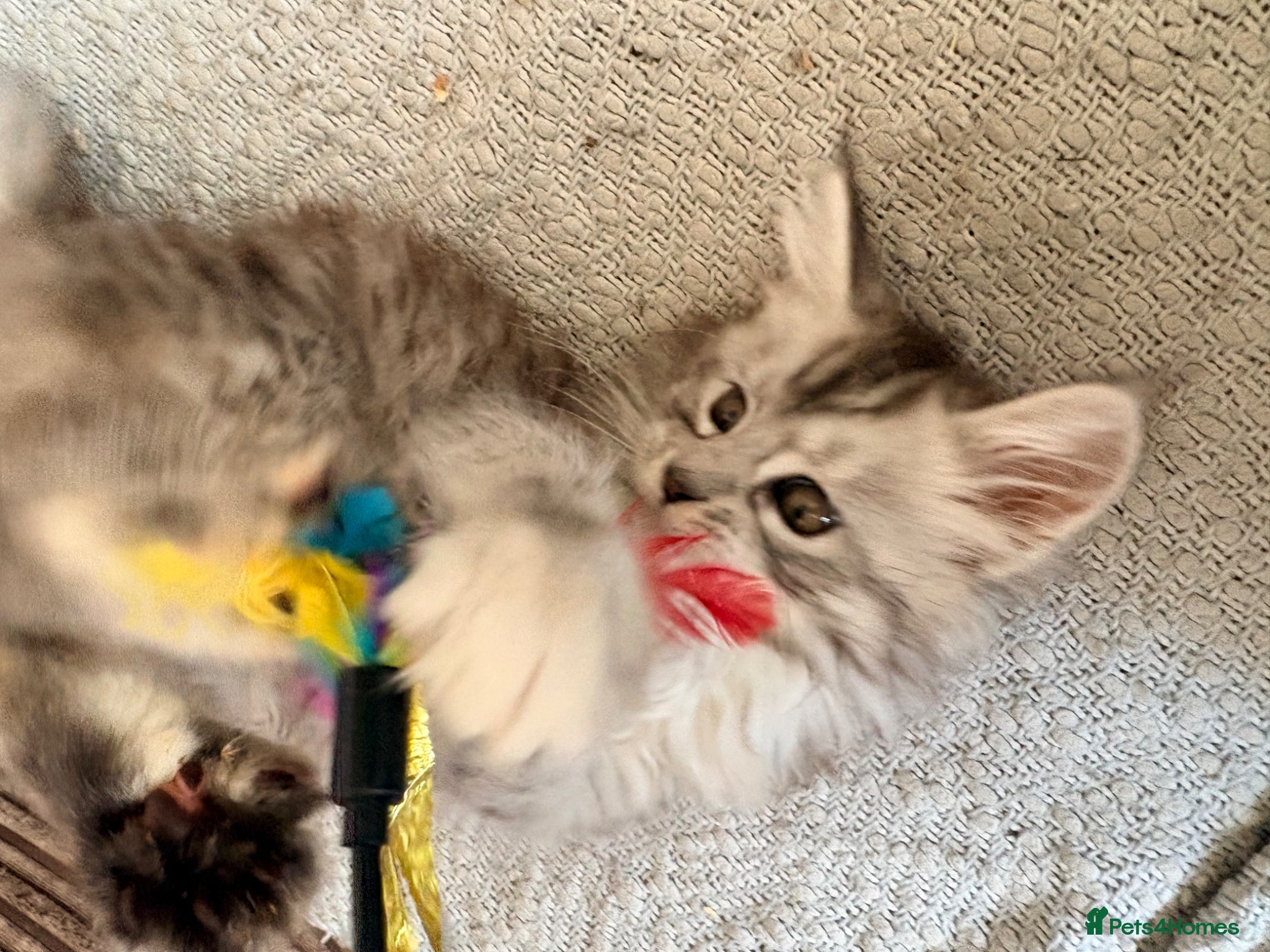 Maine Coon cats Two registered mainecoon kittens (1 poly)  - Advert 2