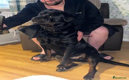 Rottweiler dogs for sale: Tank, 4yrs old full breed beautiful loyal dog!  - Image 3