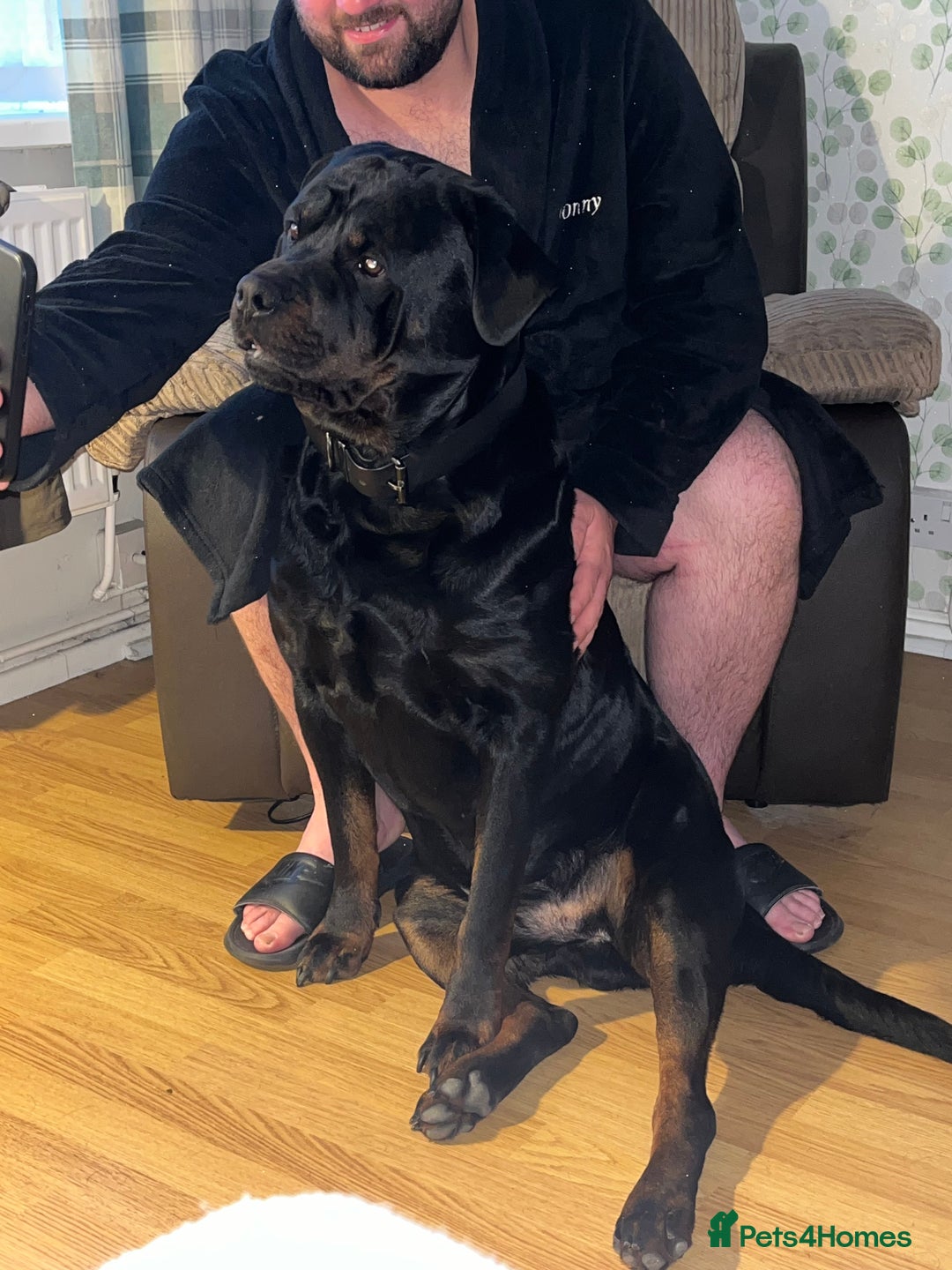 Rottweiler dogs for sale: Tank, 4yrs old full breed beautiful loyal dog!  - Image 3