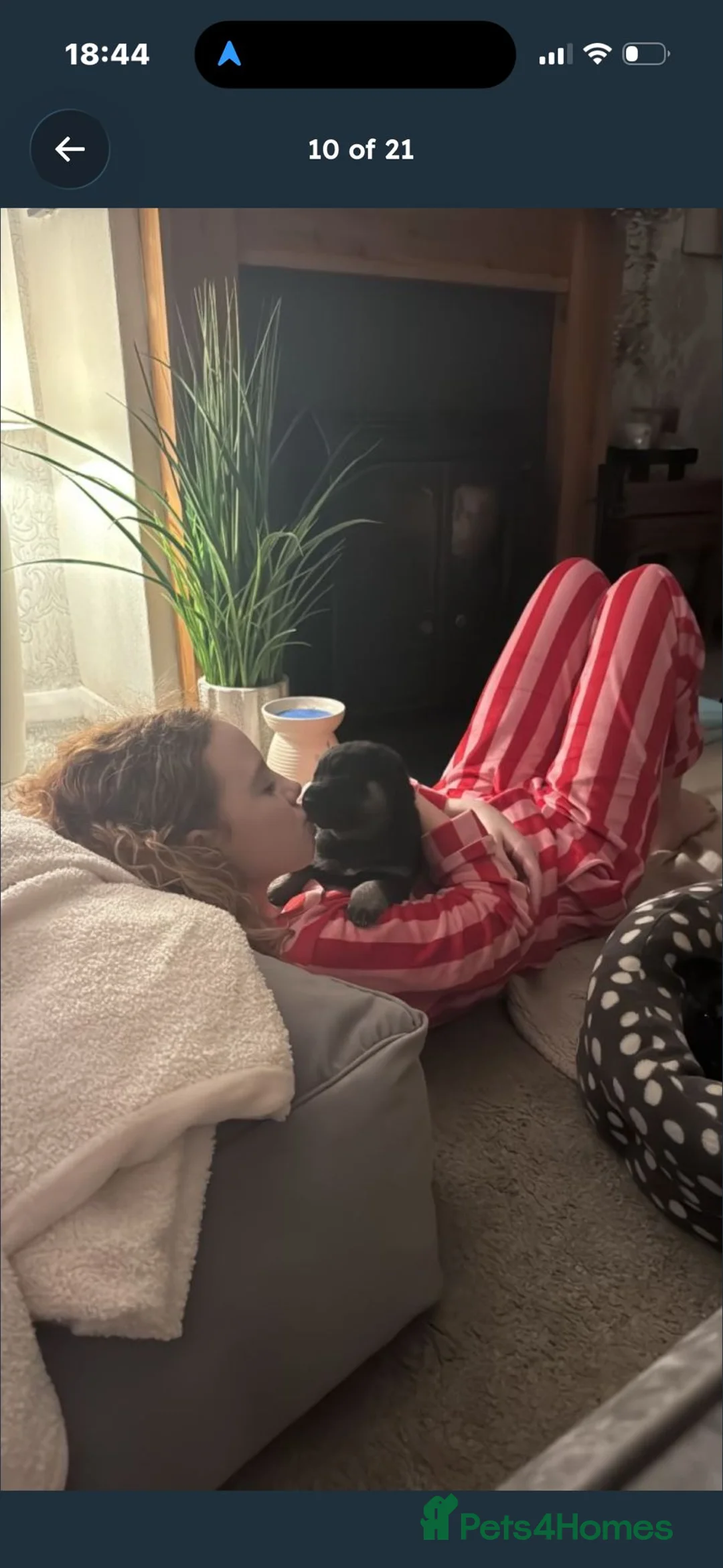 Shepsky dogs for sale: Shepsky puppies  - Advert 4