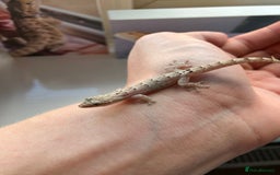 Gecko reptiles for sale: Mourning Gecko - Image 1