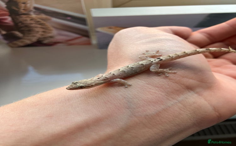 Gecko reptiles - Advert 2
