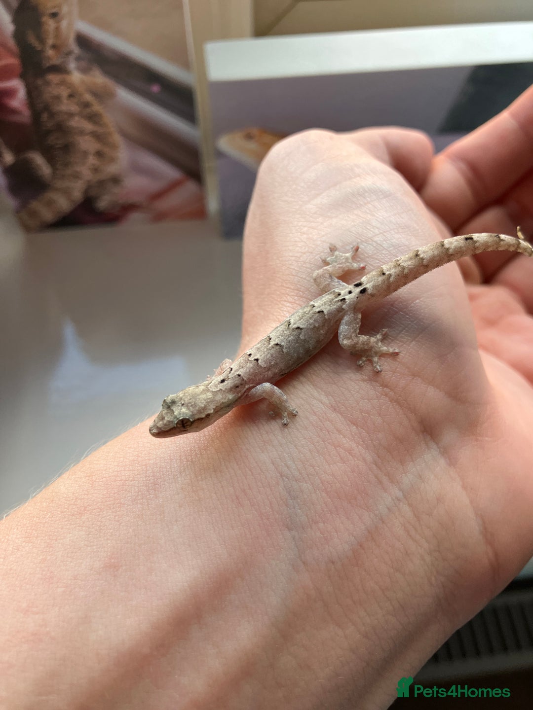 Gecko reptiles for sale: Mourning Gecko - Image 1