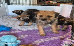 Border Terrier dogs for sale: Border terriers puppys - Image 4