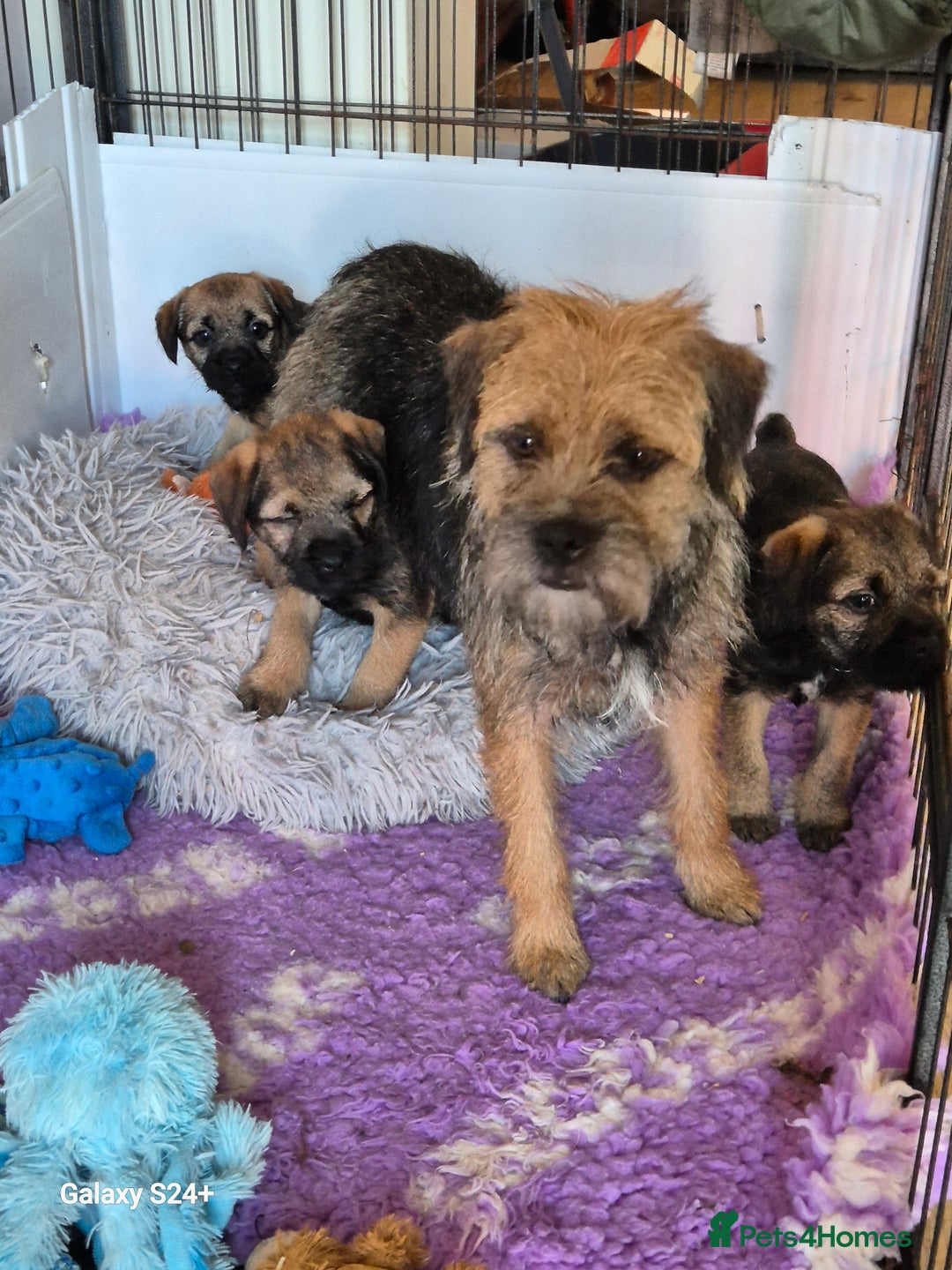 Border Terrier dogs for sale: Border terriers puppys - Image 4