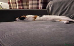 Mixed Breed cats for sale: Loving home wanted for gorgeous cat **free** - Image 6