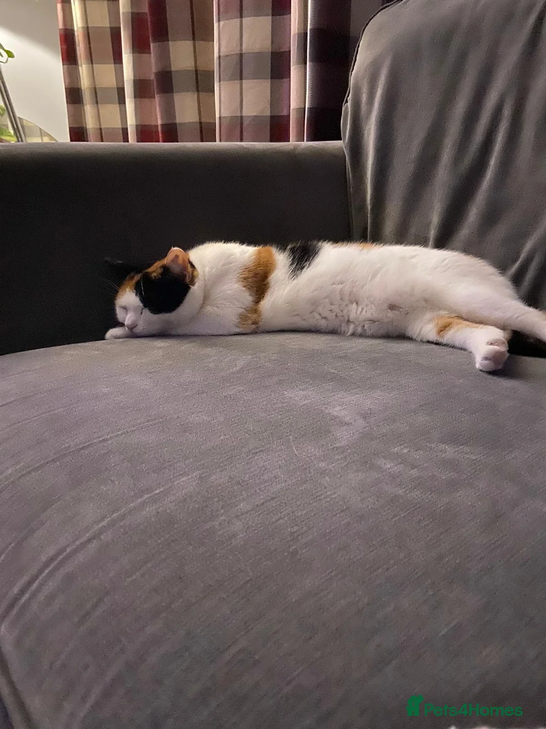 Mixed Breed cats for sale: Loving home wanted for gorgeous cat **free** - Advert 6