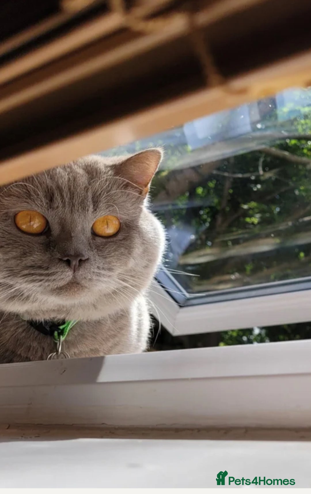 British Shorthair cats for sale: Beautiful BSH Kittens / GCCF registered  - Advert 3