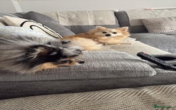 Pomeranian dogs for sale: Baby Pom poms  - Image 6